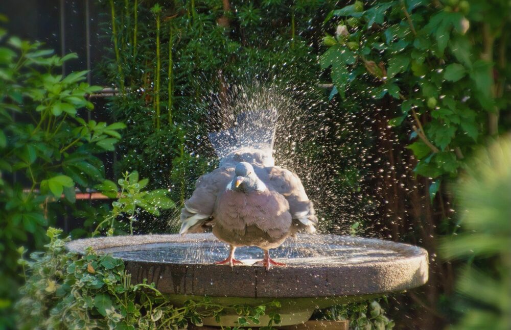 鳩の入浴