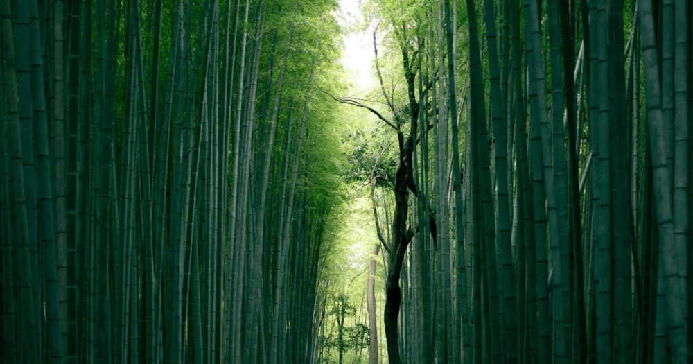 竹林