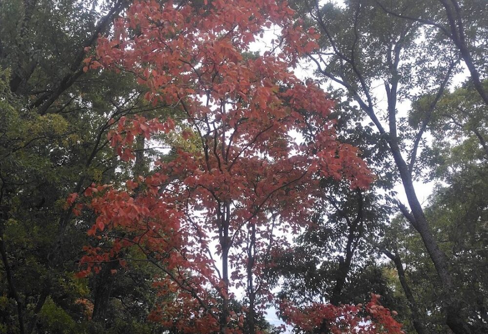 額田山展望台北