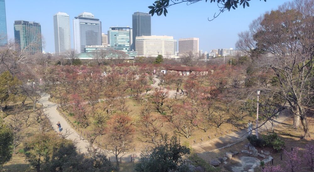 大阪城公園 梅林