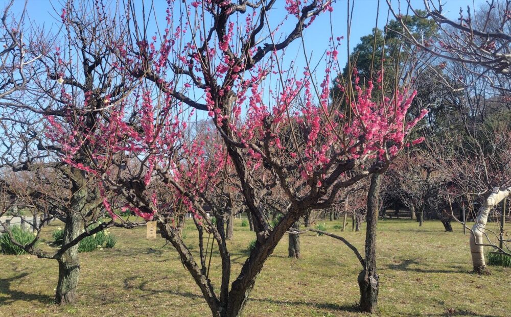 大阪城公園 梅林