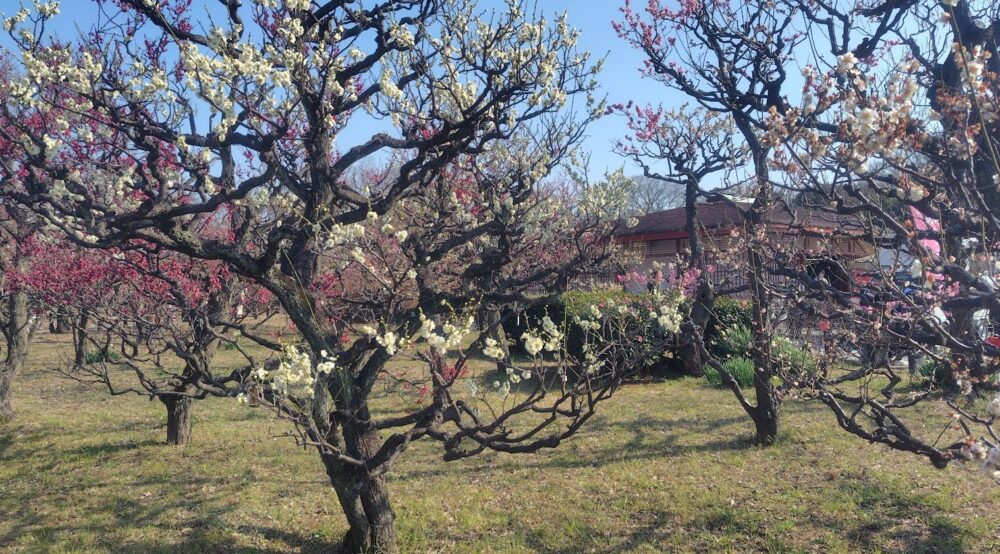 大阪城公園 梅林