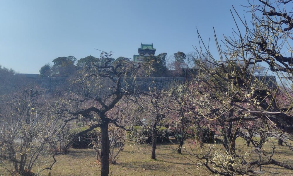 大阪城公園 梅林
