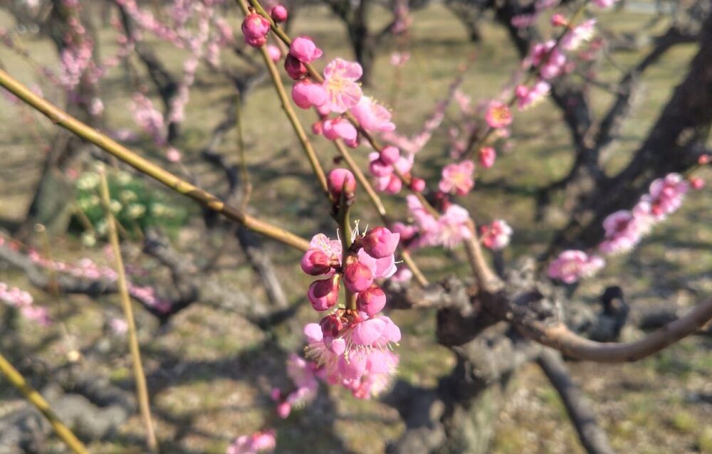 大阪城公園 梅林