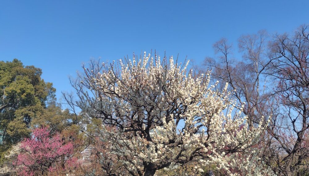 大阪城公園 梅林
