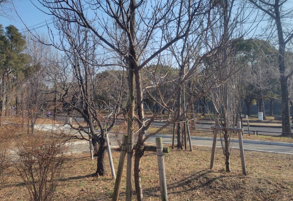 大阪城公園 桃園