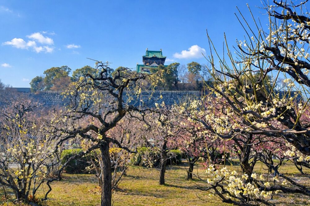加工 大阪城梅林