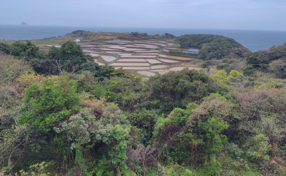 春日の棚田