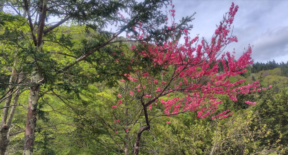 焼岳