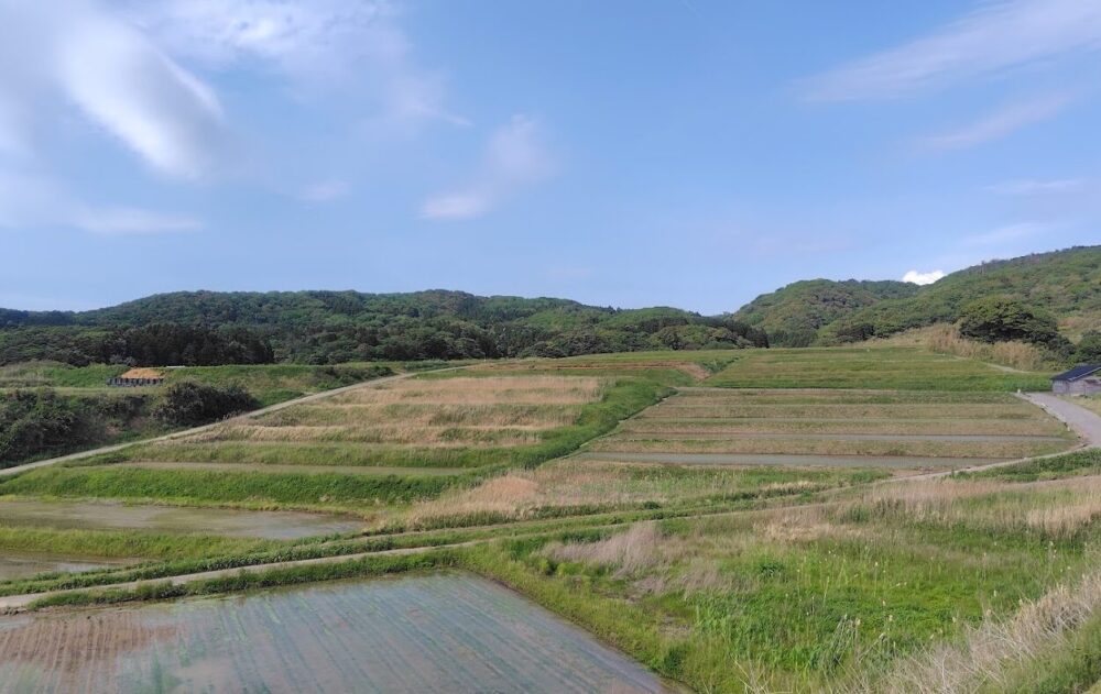 大笹波水田